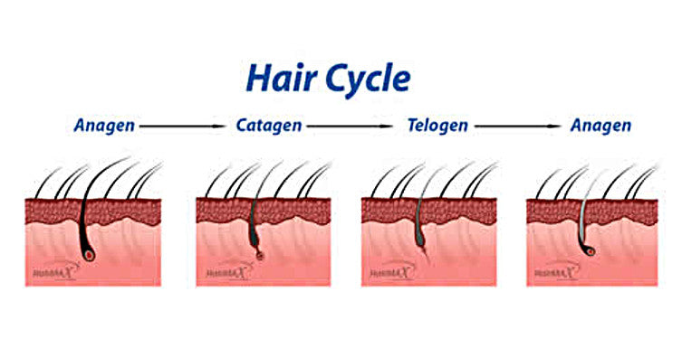 The Hair Growth Cycle