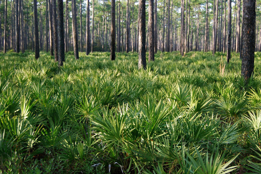 How does Saw Palmetto benefit your hair?
