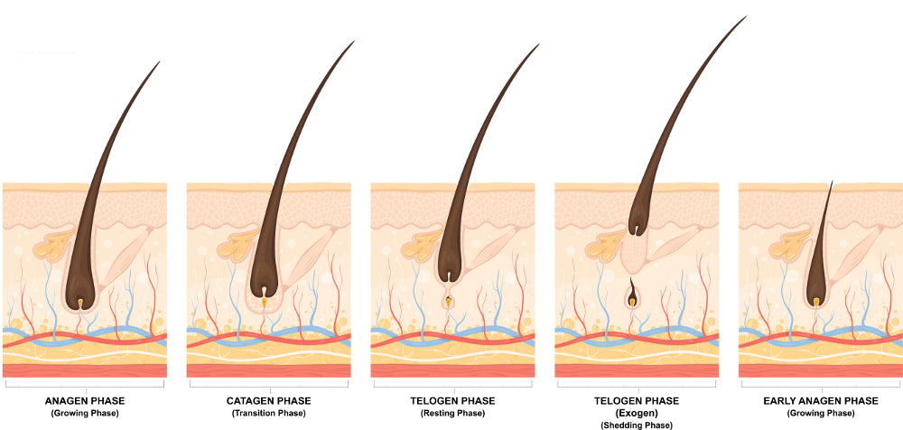 How HairMax works effecting the Hair Growth Cycle